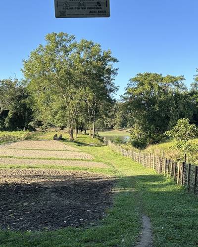 Kitchen garden at Jungleciti House